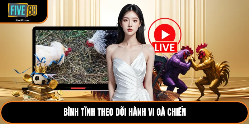 Bình tĩnh theo dõi hành vi gà chiến
