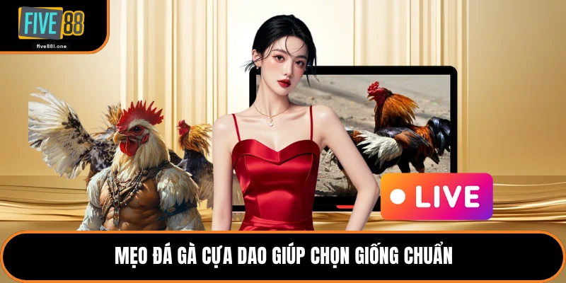 Mẹo đá gà cựa dao giúp chọn giống chuẩn