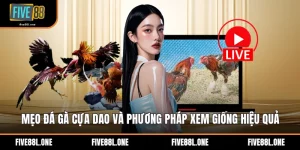Mẹo Đá Gà Cựa Dao Và Phương Pháp Xem Giống Hiệu Quả